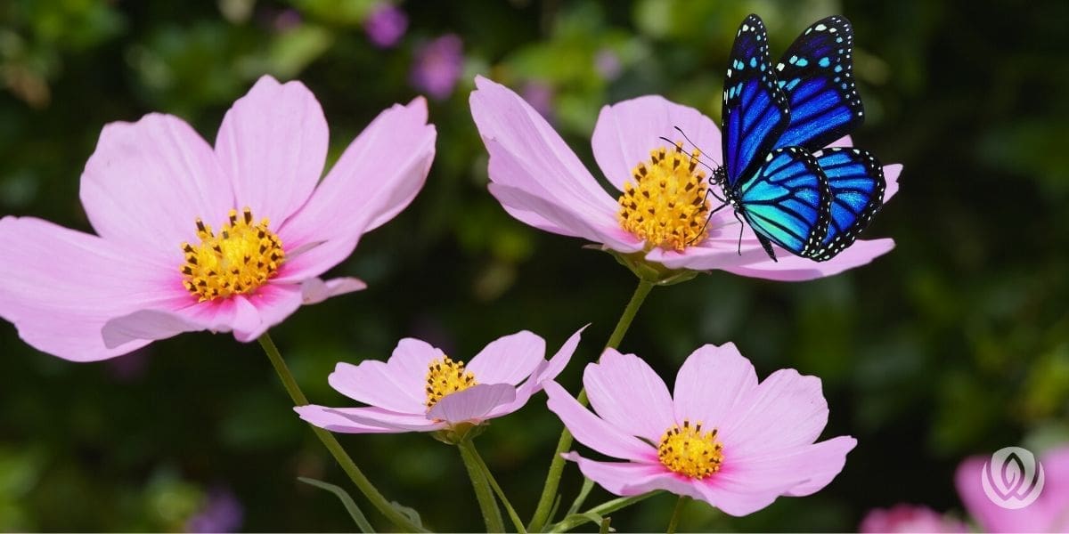 beneficial-insects