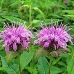 beneficial-Insects-bee-balm