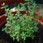 beneficial-Insects-thyme