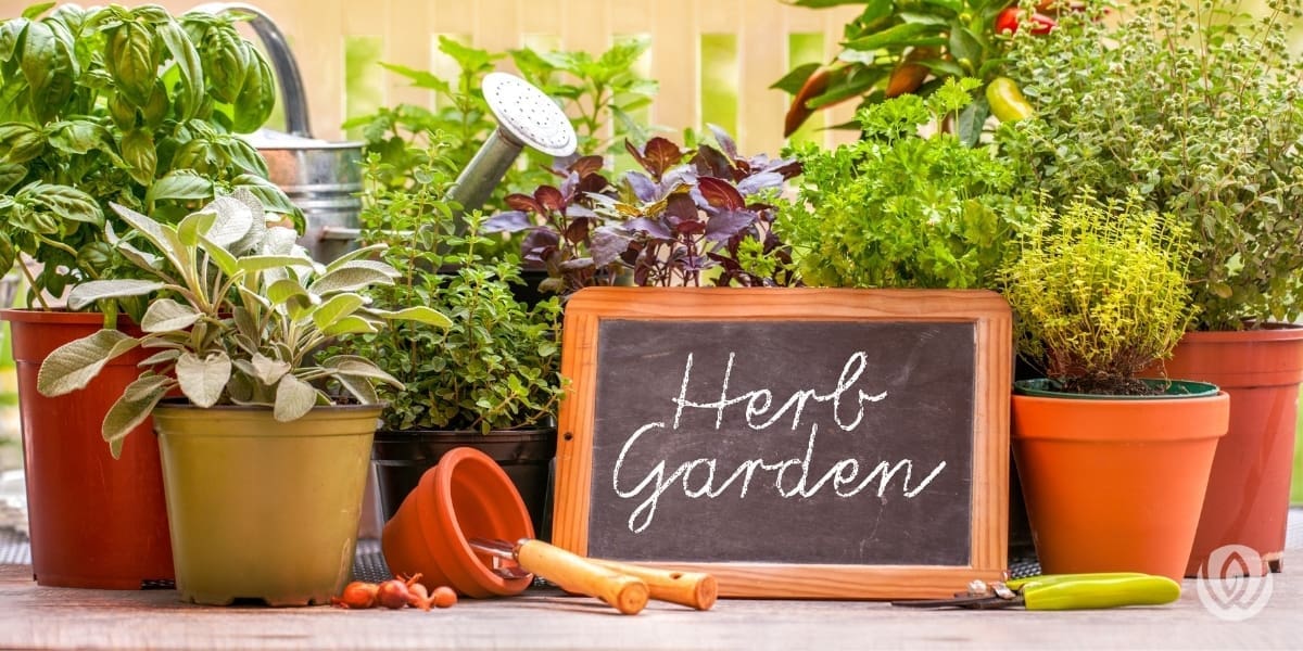 herb-garden