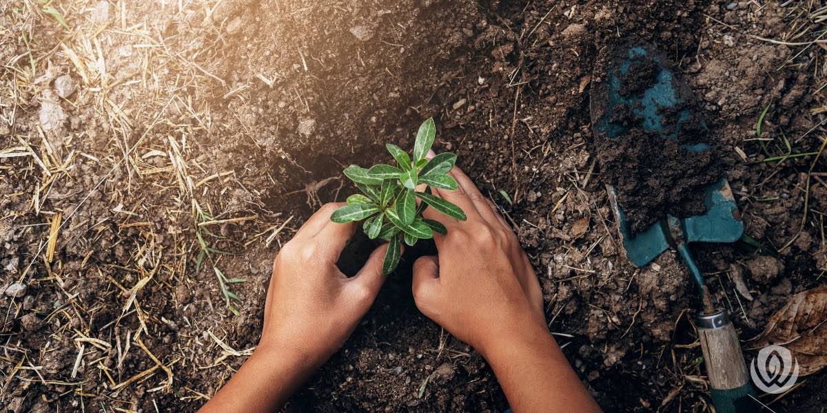 Tree Planting