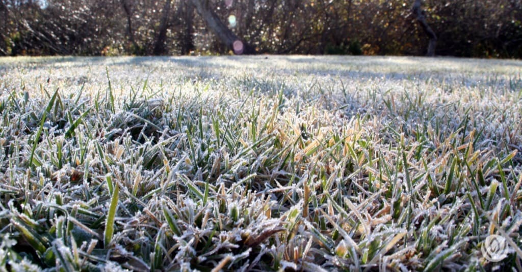 spring lawn care timing