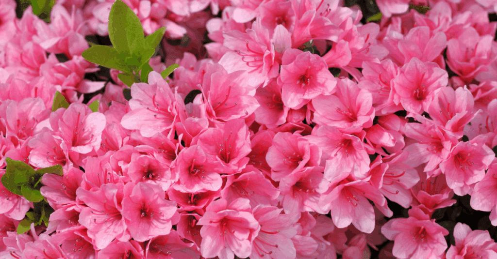 Blooming pink azaleas in spring garden