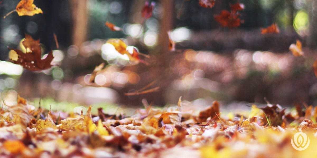 fall-landscaping-tips