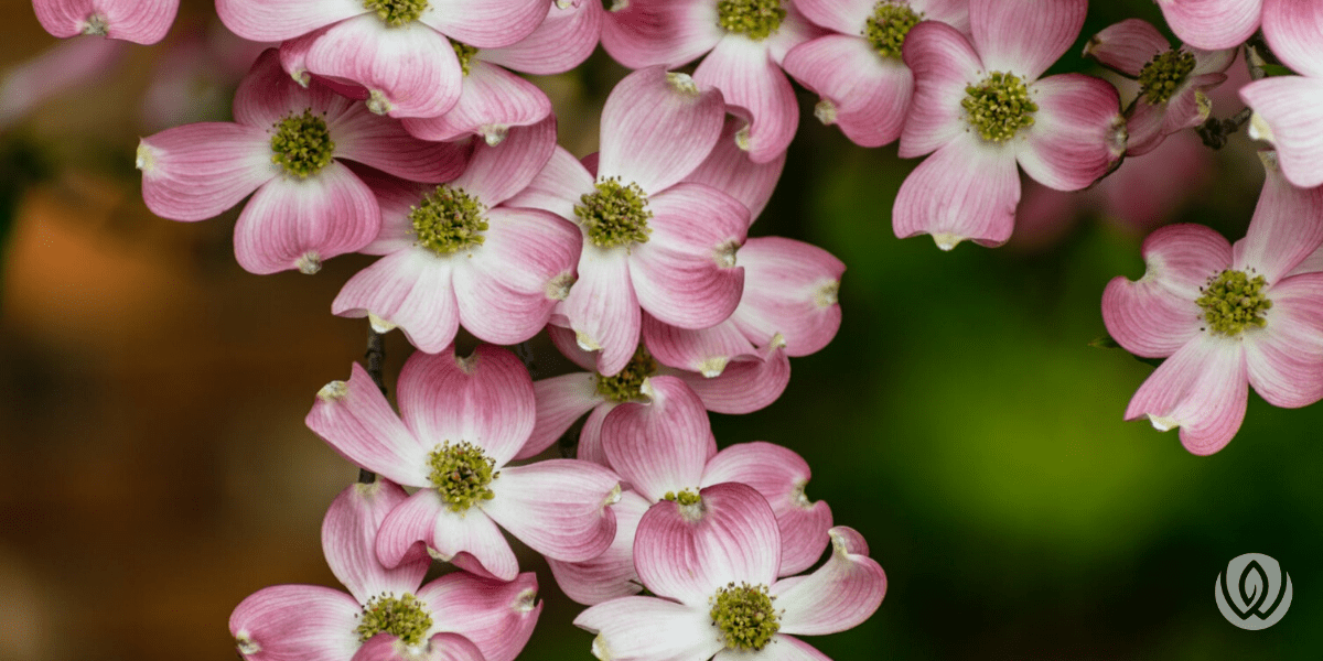 maryland-native-plants-dogwood-flowers