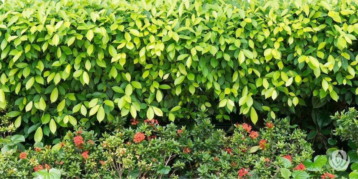 privacy-landscaping-ideas