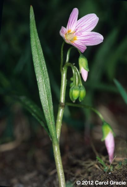 shade-plants-spring-beauty