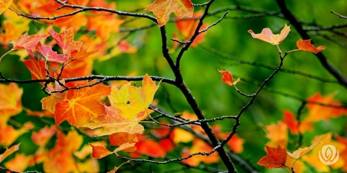fall-landscape-ideas