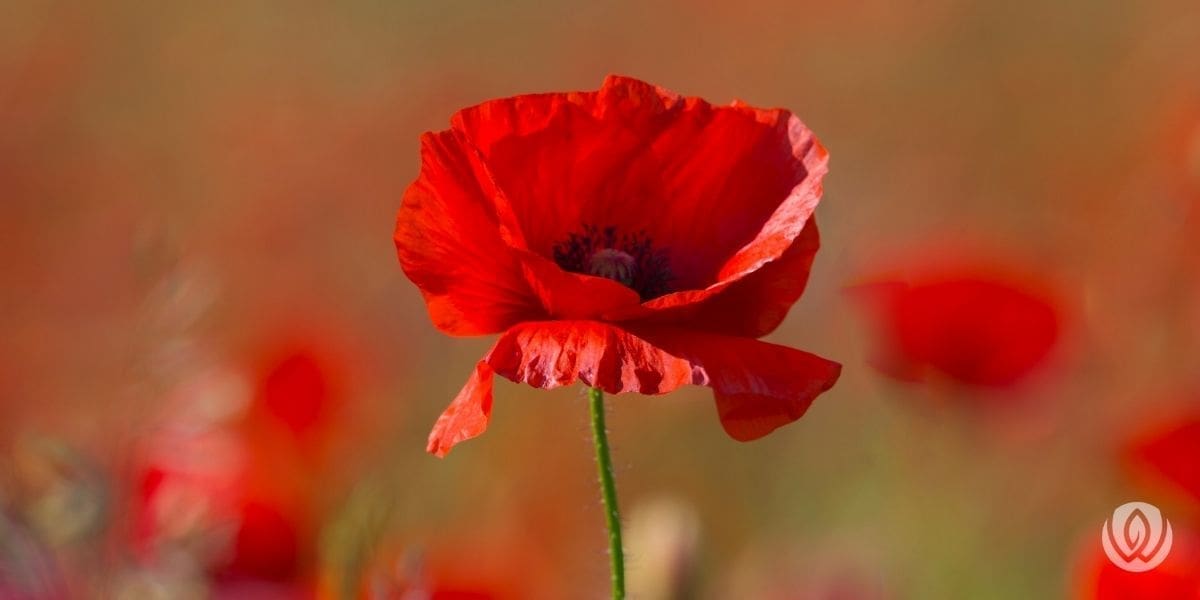 memorial-day flower
