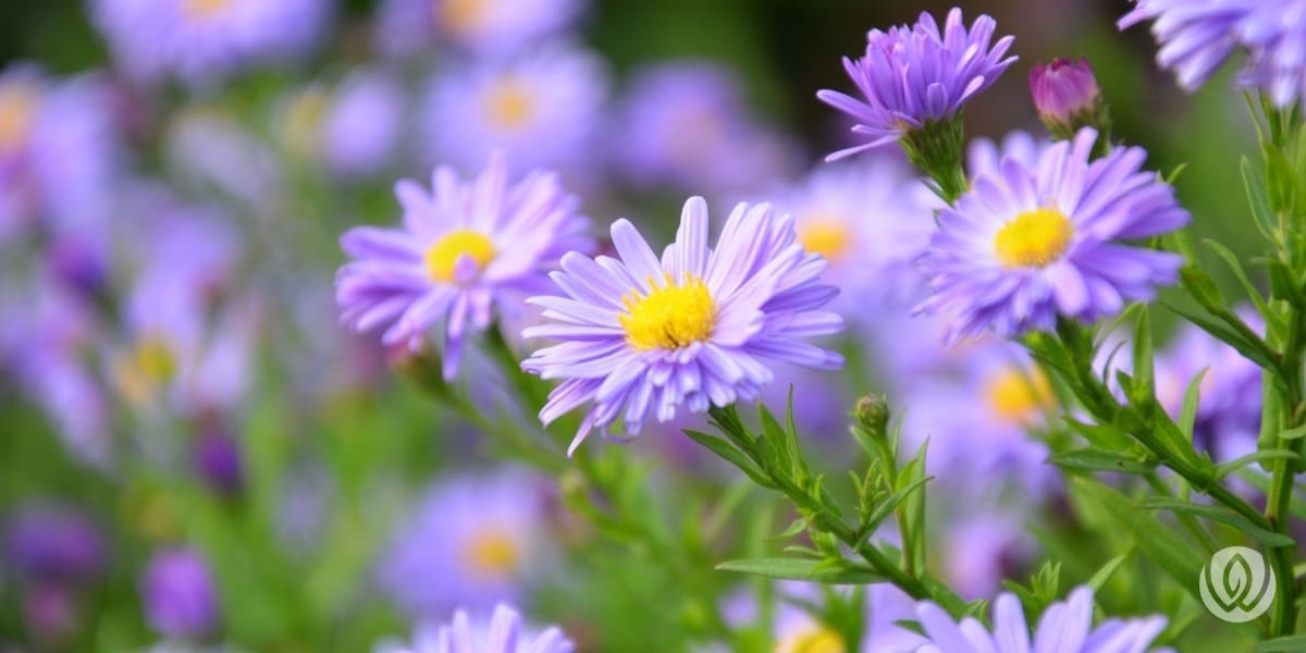Lush-Summer-Landscaping-Tips