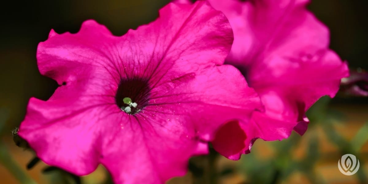 Deadheading-Flowers-Petunia