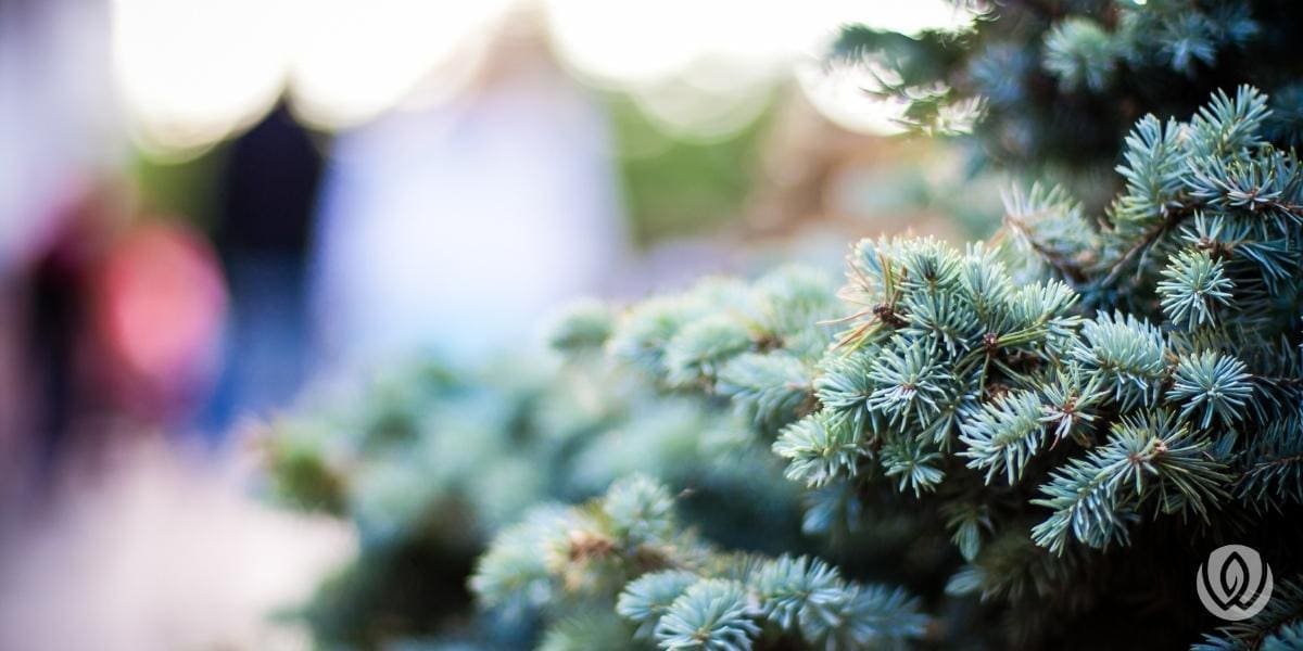 privacy-landscaping-ideas
