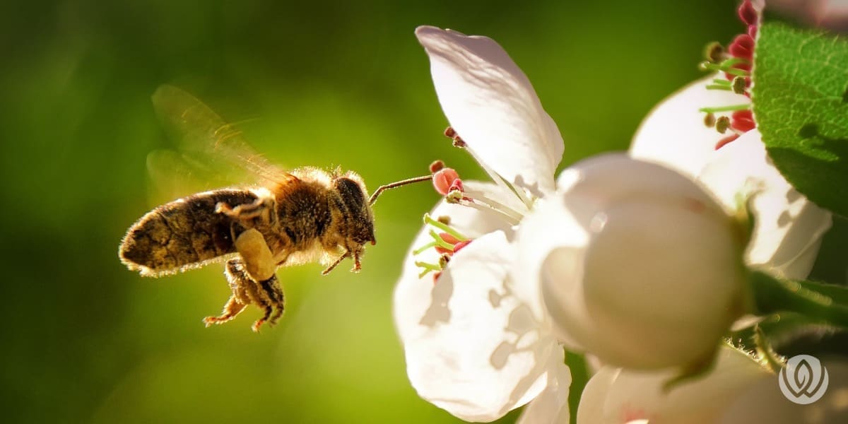 Landscape Design Near Me, Pollinator Garden